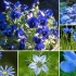 13 Jednoroczne z niebieskimi i niebieskimi kwiatami