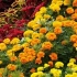 17 Jednorocznych z żółtymi i pomarańczowymi kwiatami - pozwól słońcu do ogrodu!