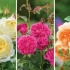 3 Nowe odmiany roses david austin 2017