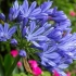 42 Rośliny z niebieskimi kwiatami