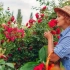 Pachnące róże to najlepsze odmiany twojego ogrodu