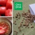Enzymy i dezynfekujemy nasiona pomidorów w roztworze siana: kroku -by -krotność instrukcji