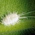 Zdjęcia pudrowego robaka na roślinach wewnętrznych, metody zapobiegania i środki do walki z nim