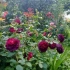 Piękno burgundowych róż
