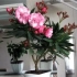 Oleander: home care