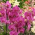 Orchid: jak wyglądał kwiat i jego typy i ich ochrona!