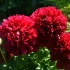 Pion red grace - wspaniała dekoracja ogrodu
