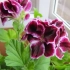 Rozmnażanie pelargonium