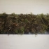 Reprodukcja currants z zielonymi sadzonkami w lecie: master class with photos