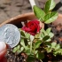 Rose to mini gleba
