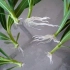 Metody propagacji oleander w domu