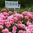 Top-6 z najpiękniejszych róż floribund dla środkowego paska