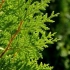 Thuja - cechy uprawy