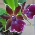 Opieka nad orchid zygopetalum w domu