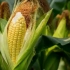 Rosnąca kukurydza w kraju - ujawniamy tajemnice wysokich upraw